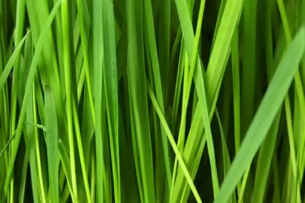 Grass background Photos in .jpg format free and easy download unlimit  id:188723