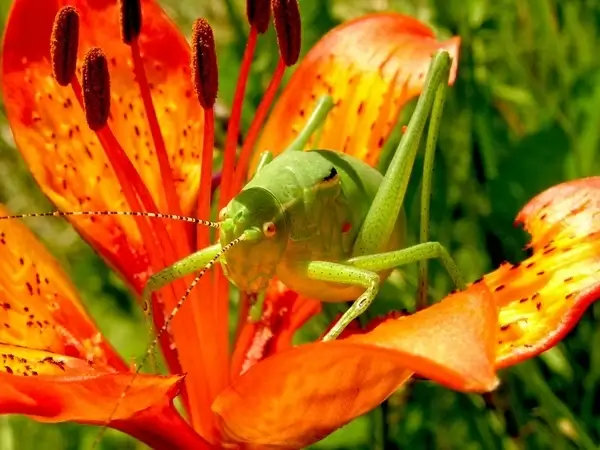 grasshopper martagon lily flowers