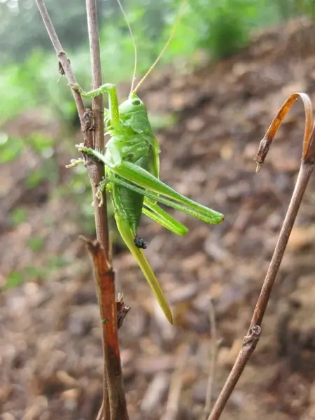 grasshopper nature pets