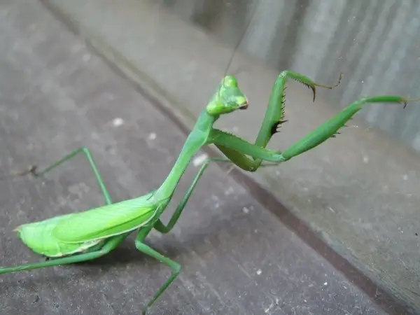 grasshopperpraying mantis