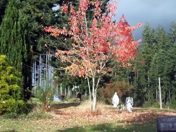 graveyard in autumn