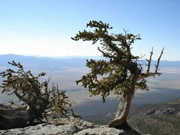 great basin national park nevada sky
