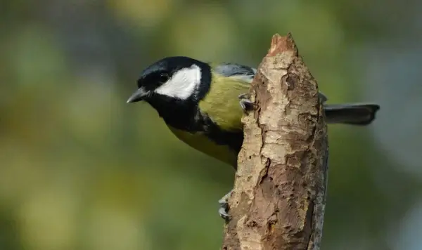 great tit on log