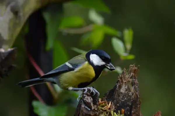 great tit on log