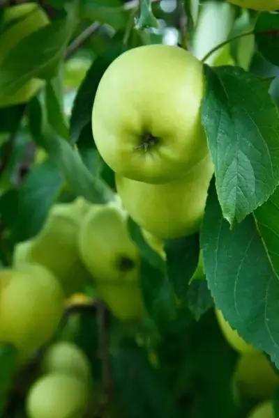 green apples on tree