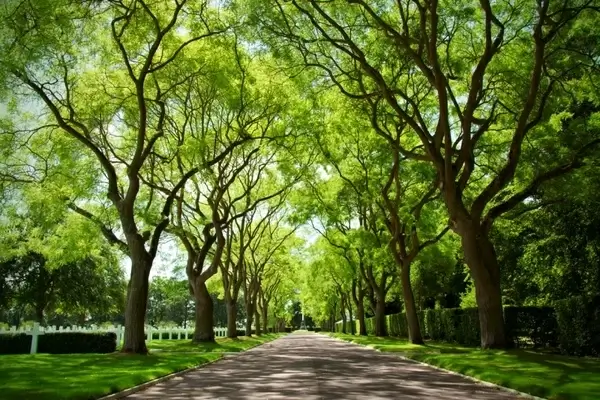 green canopy