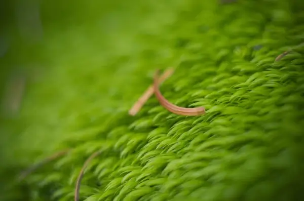 green carpet