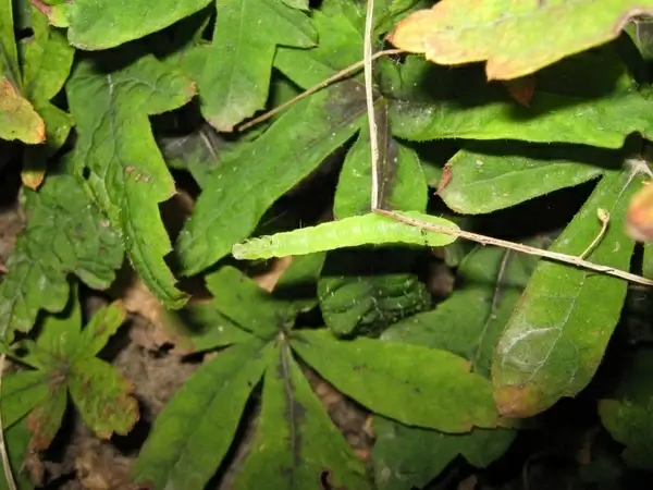 green caterpillar