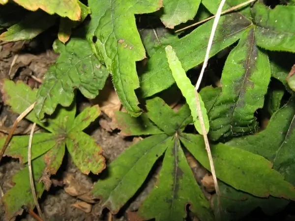 green caterpillar