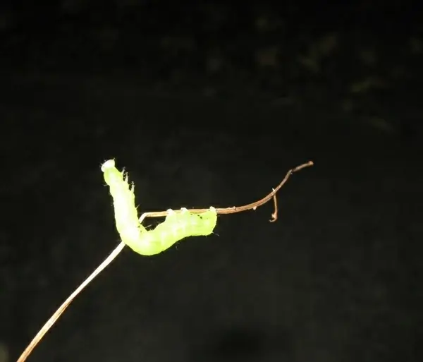 green caterpillar