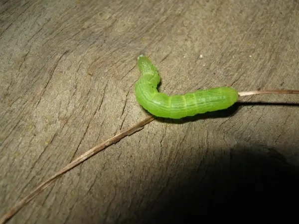 green caterpillar
