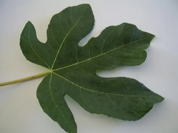green fig leaf