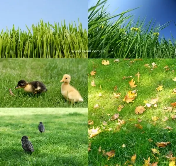 green grass grass closeup highdefinition picture 4 5p
