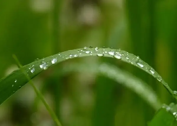 green grass nature
