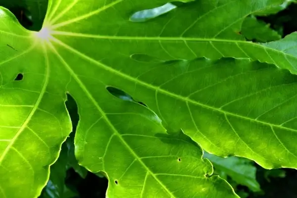 green leaf nature