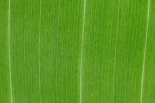 green leaf pattern