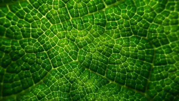 green leaves structure