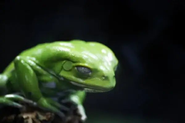 green of envy