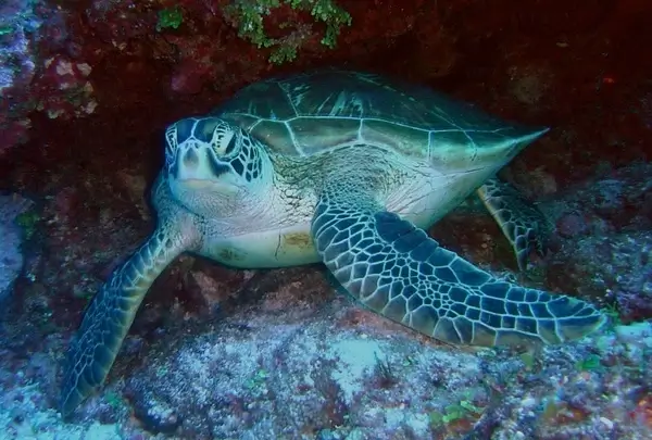 green sea turtle sea ocean
