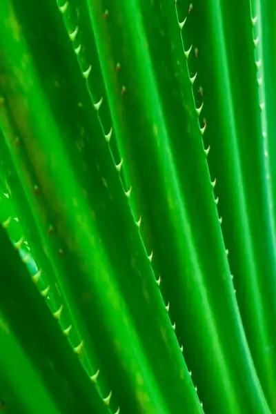 green spiky leaves