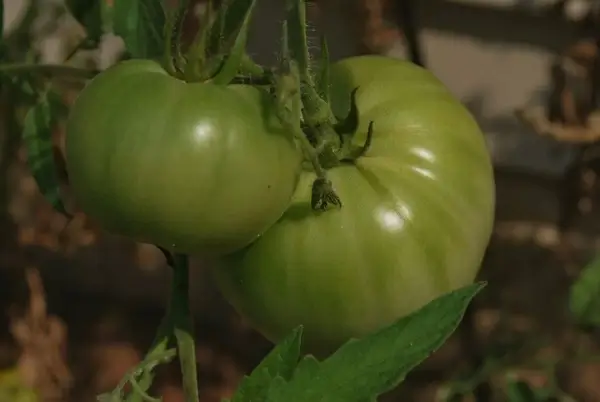 green tomatoes