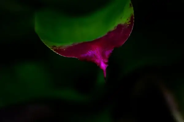 green tongue amp raspberry sorbet