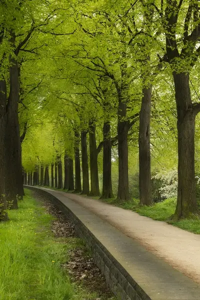 green tunnel