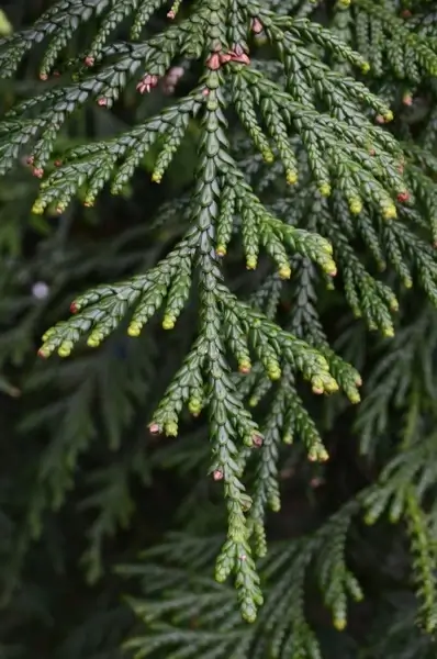 green twig tree