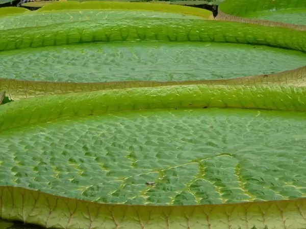 green water lilies aquatic plant