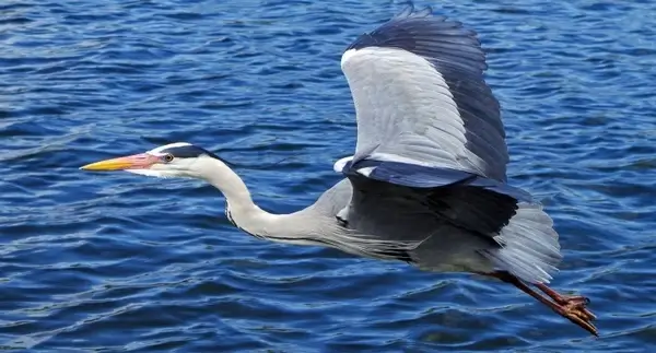 grey heron bird graceful