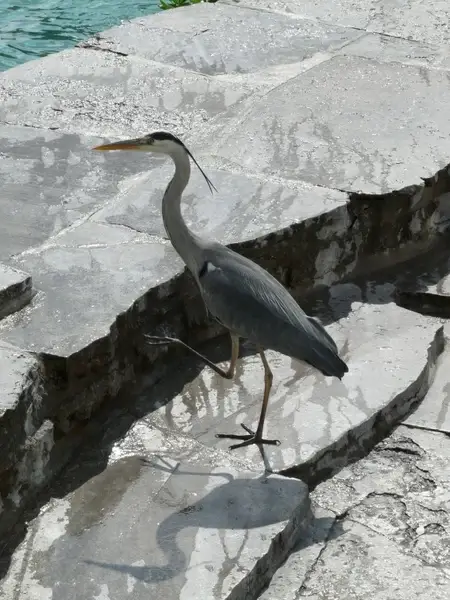 grey heron heron eastern