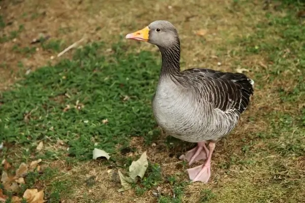 greylag goose