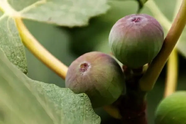 growing figs