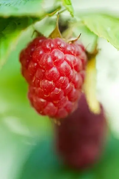 growing raspberry