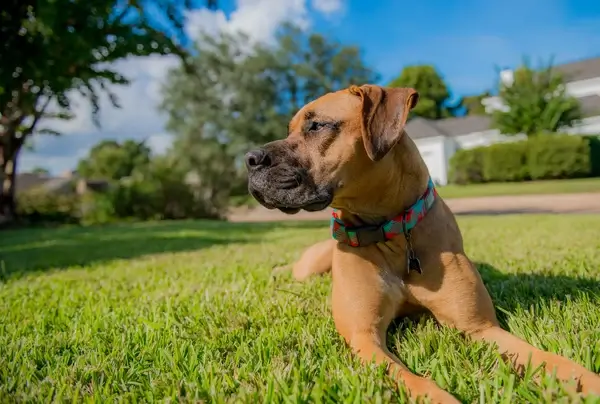 guardian of the front yard