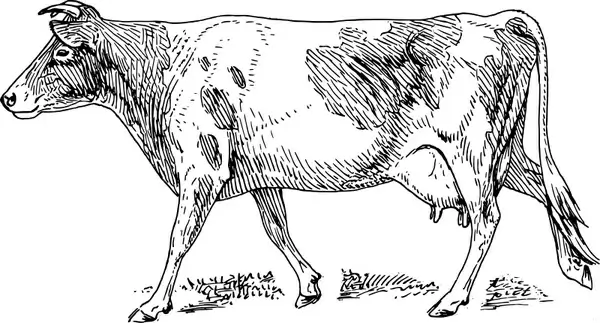 Guernsey cow