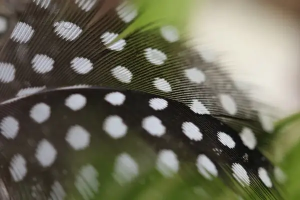 guinea fowl bird bird feather