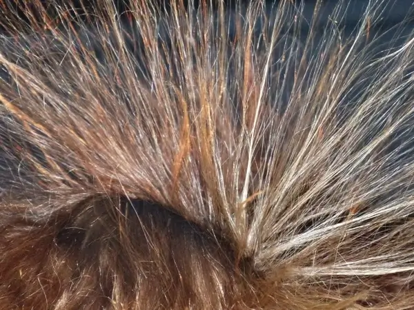 hair van de graaf generator high voltage