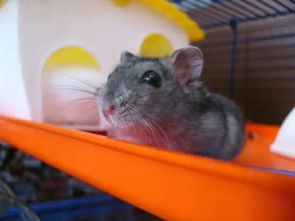 hamster animal pet