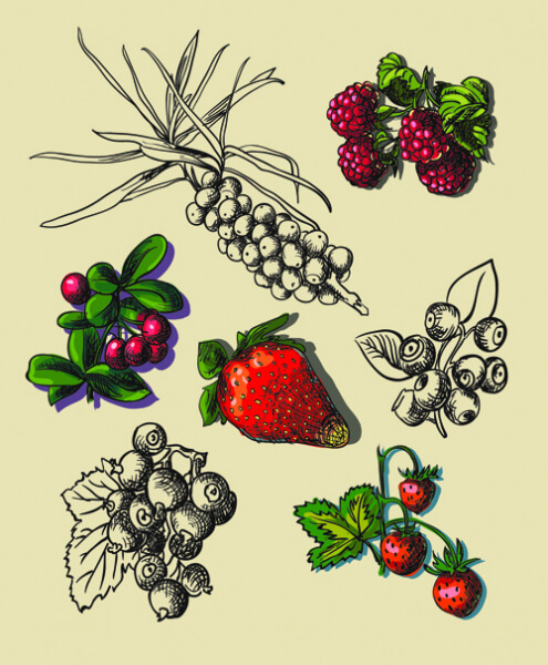 hand drawn berry creative vector