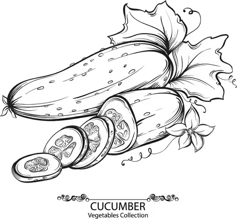 hand drawn cucumber vegetables vector