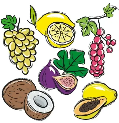 hand drawn fruits graphics vector 
