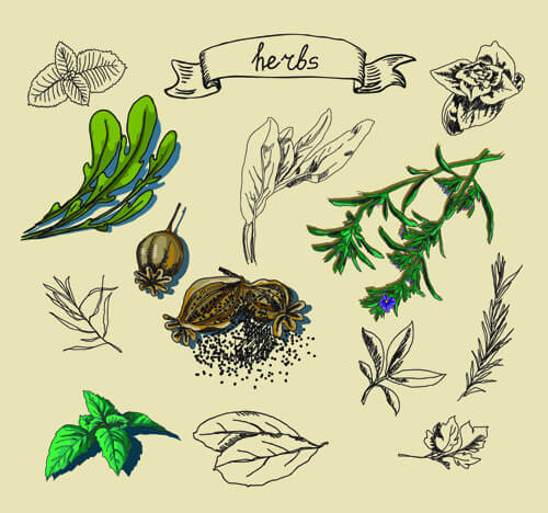 hand drawn herbs creative vector