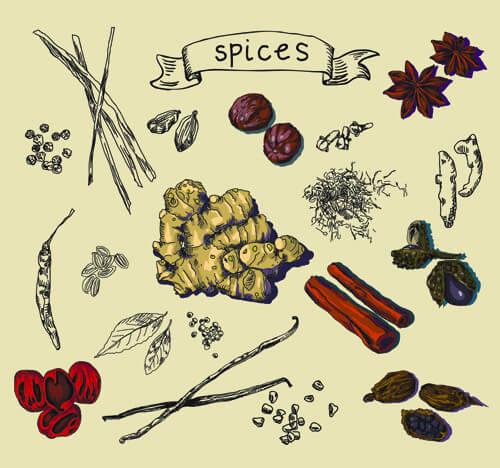 hand drawn spices creative vector