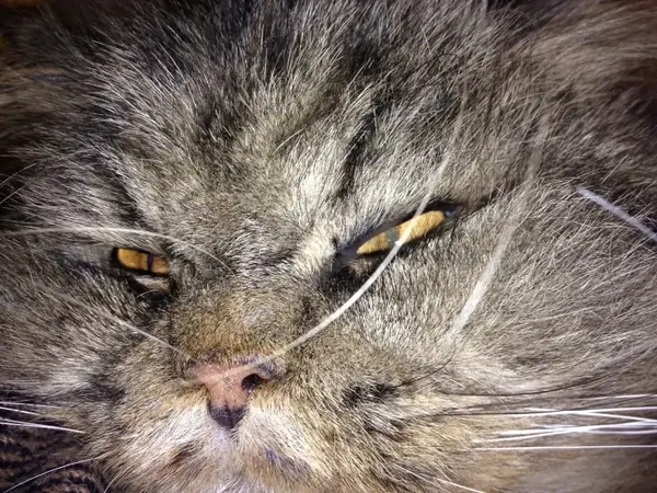 hangover cat animal