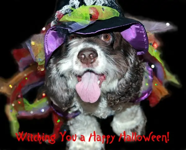 happy halloween explored