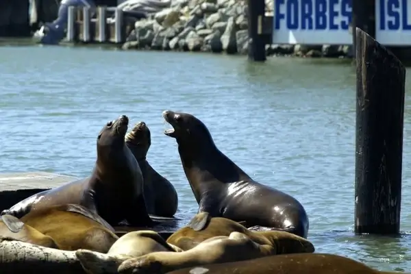 harbor seals fisherman's dwarf san francisco