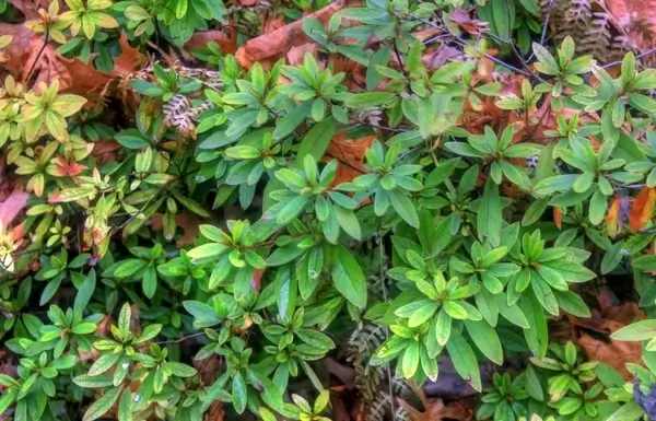 harris hybrid azalea