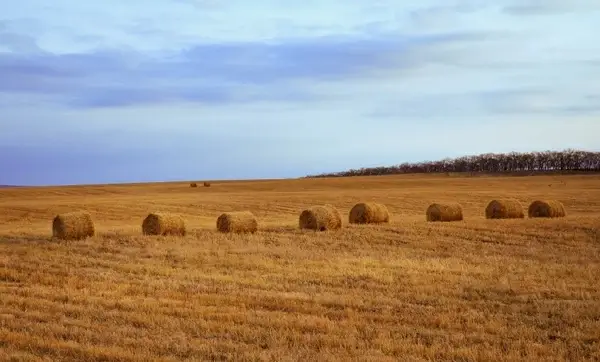 harvested straw procured