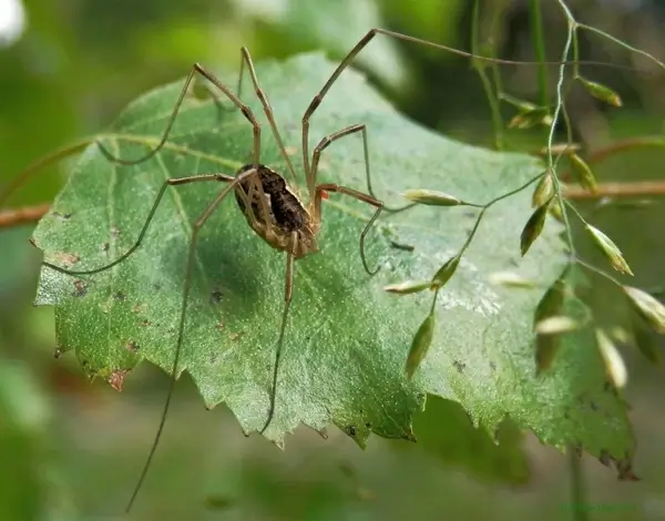 harvestman